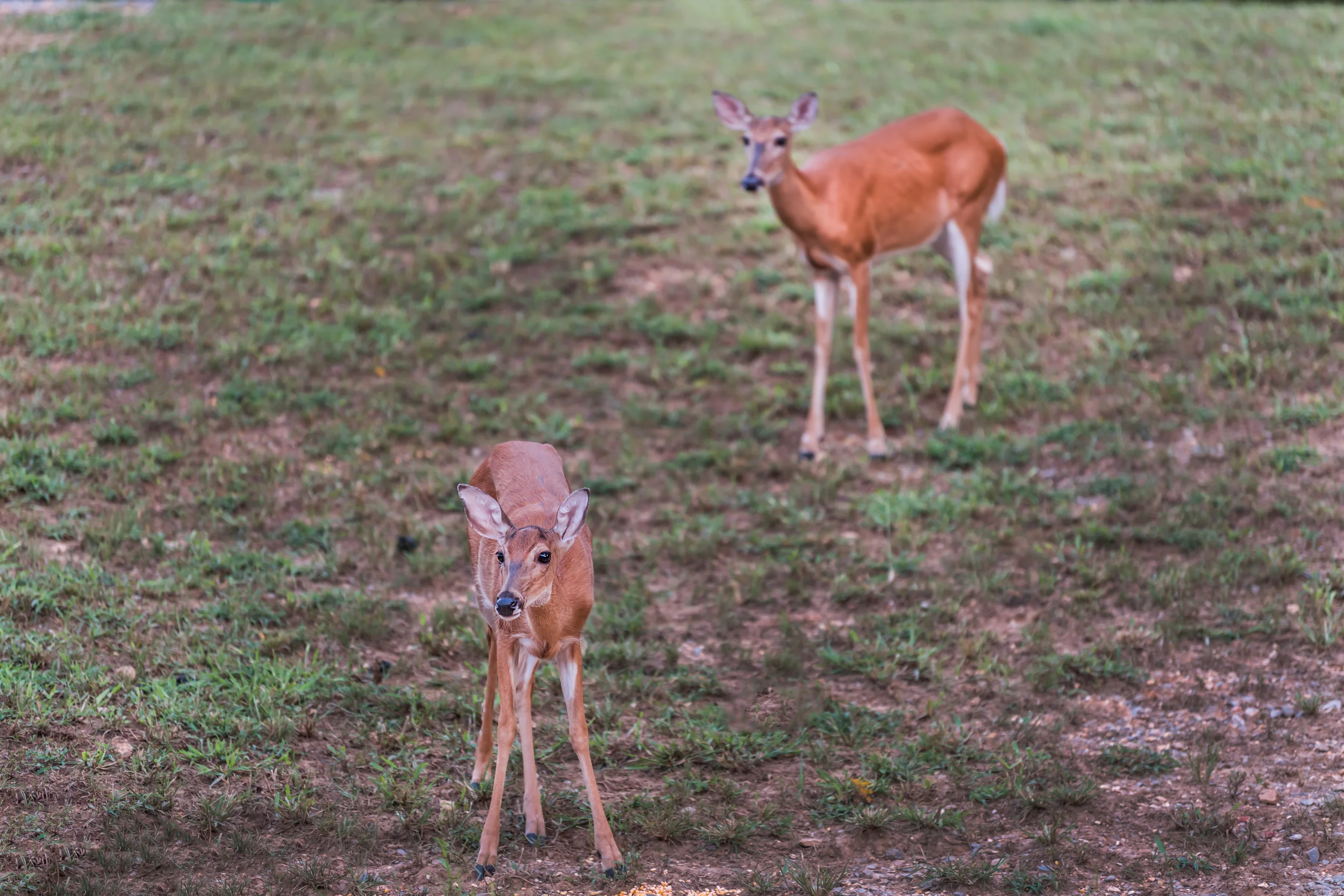 Deer on grass in Soddy Daisy Tennessee