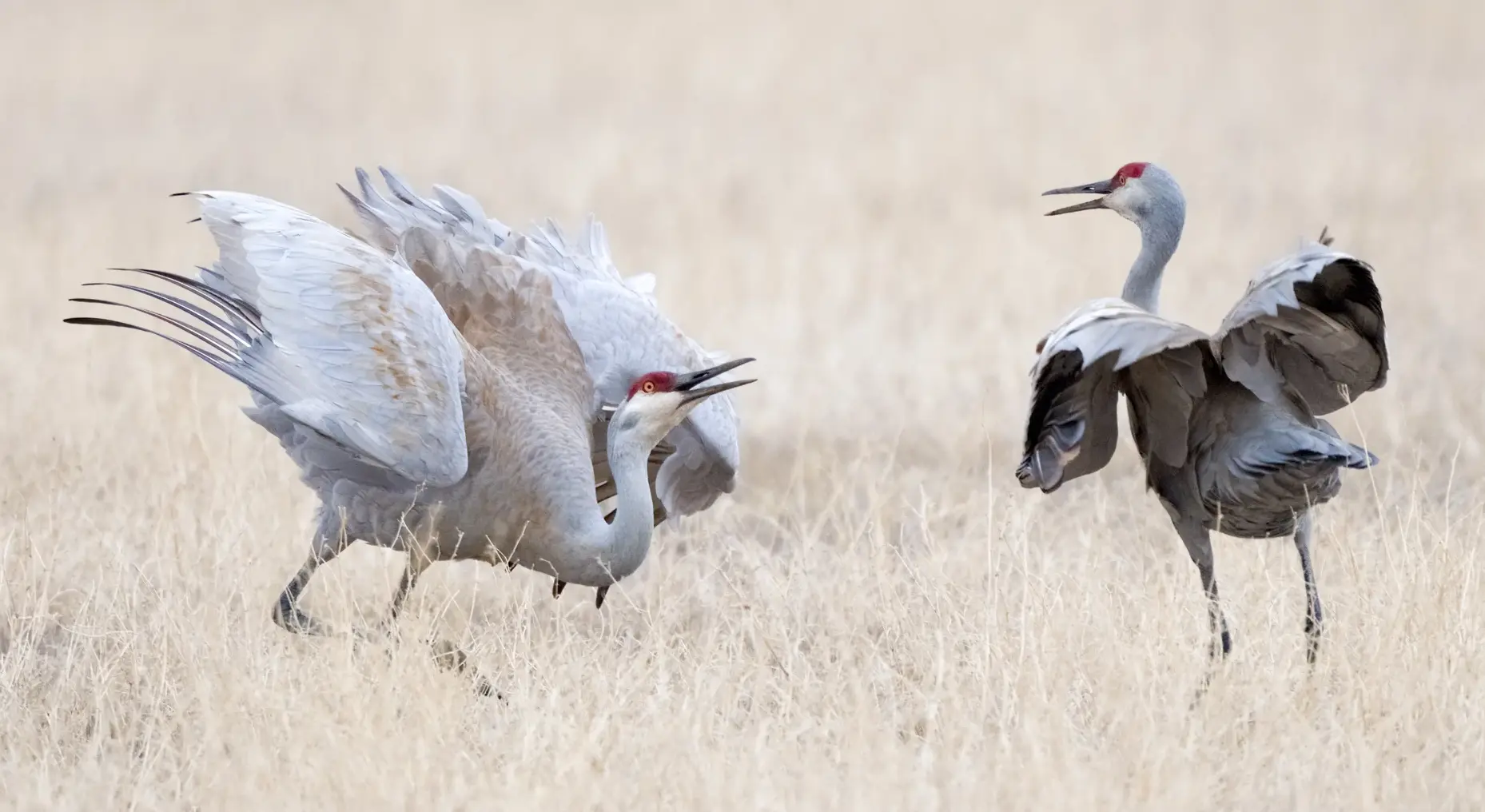 Sandhill cranes doing a mating dance, flying, and eating in Soddy Daisy Tennessee