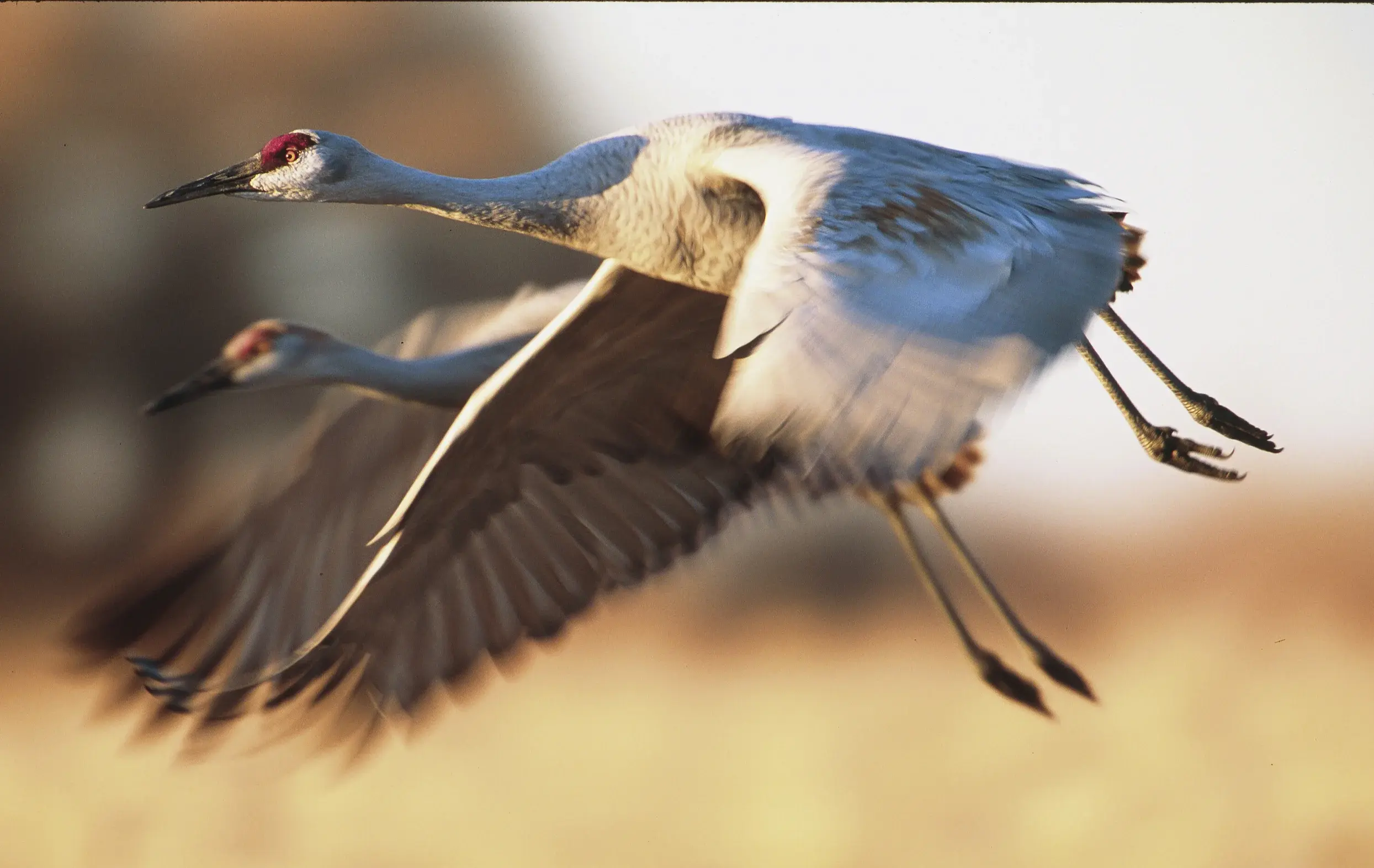 Sandhill Cranes flying in Soddy Daisy, Tennessee