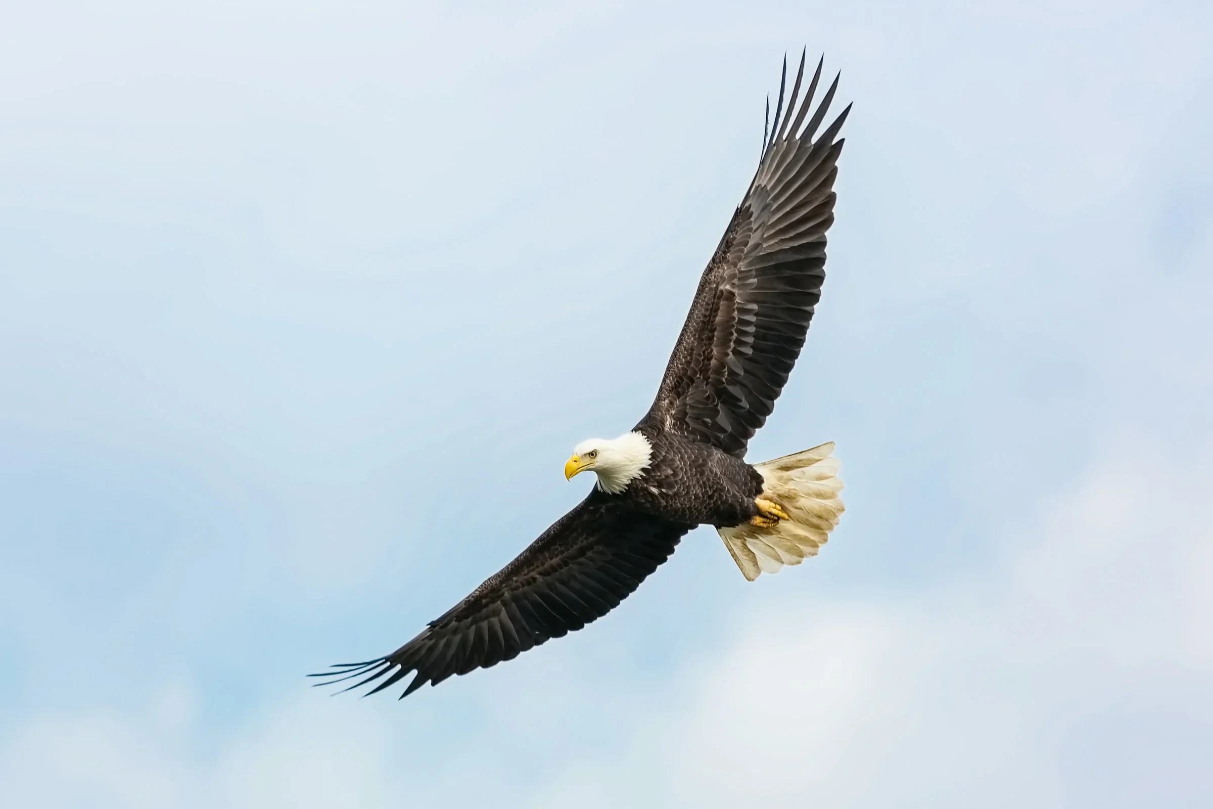 Eagle flying in Soddy Daisy, Tennessee