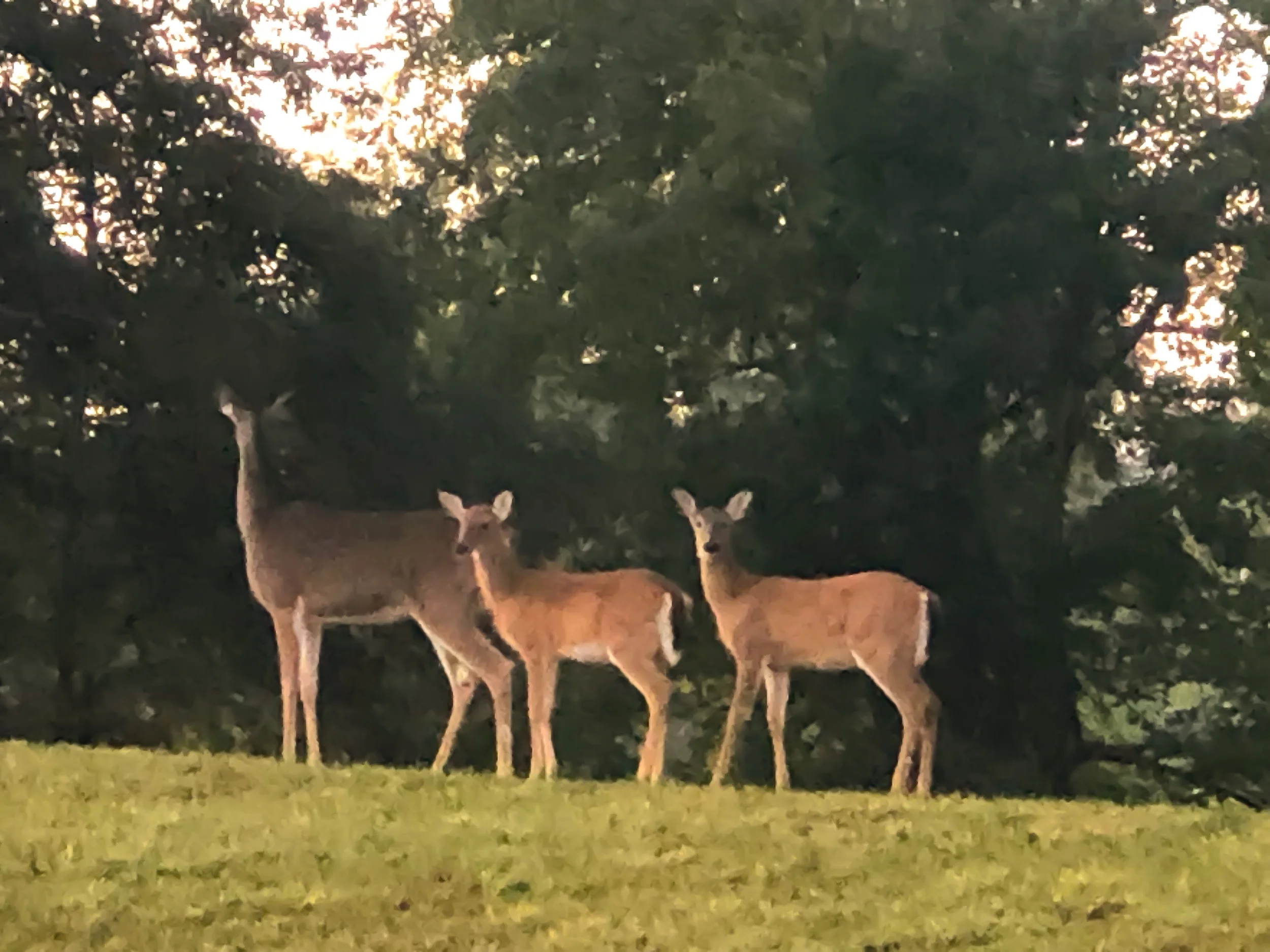 Group of deer near Riverside Bed and Breakfast