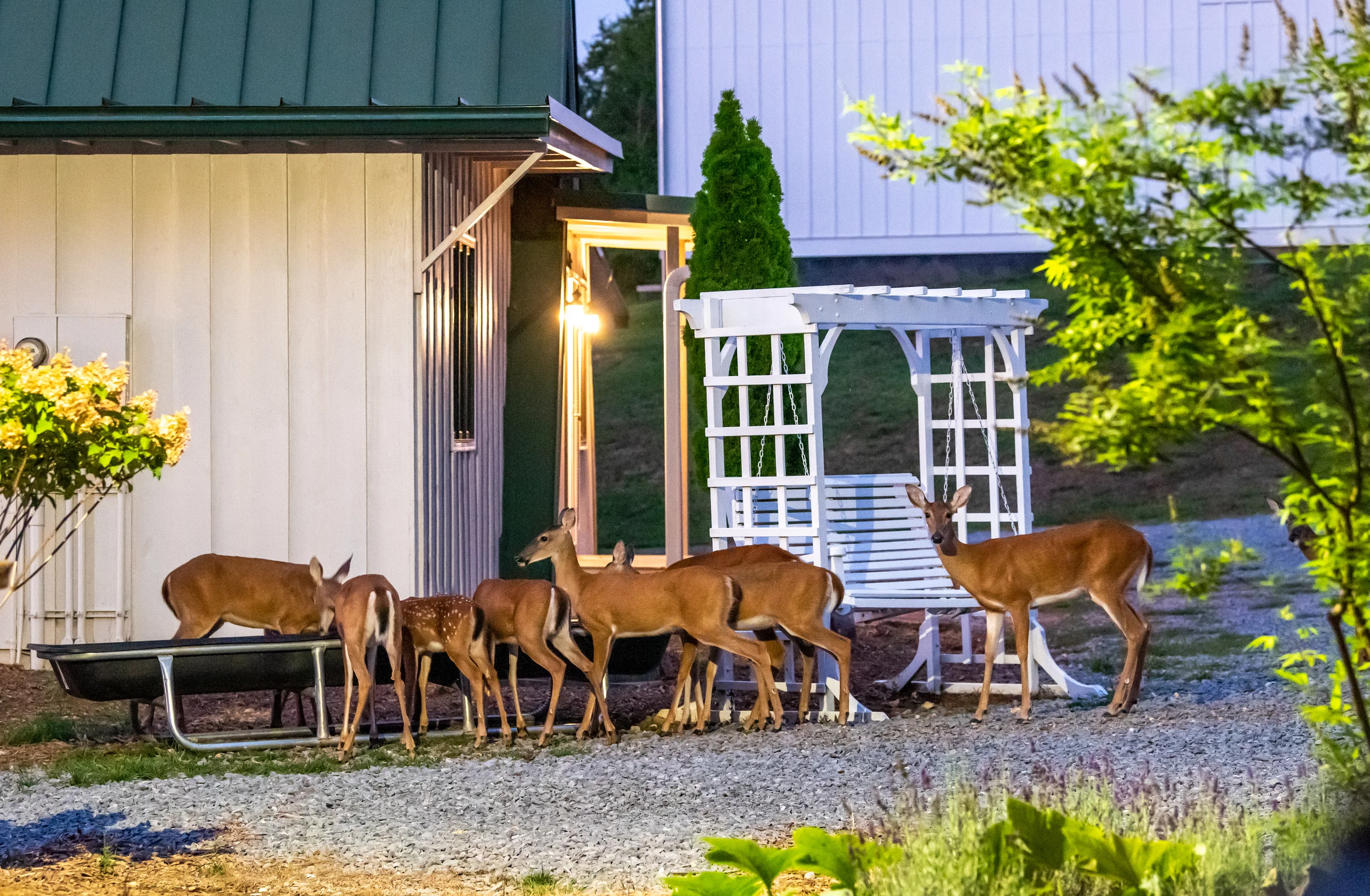 Deer Feeding beside A Frame