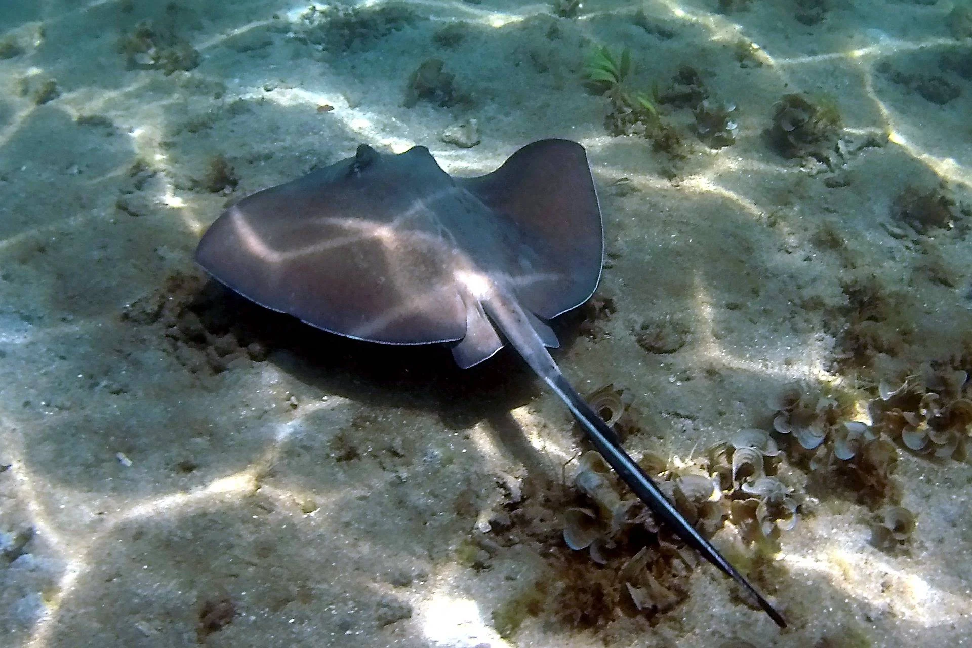 Manta ray underwater