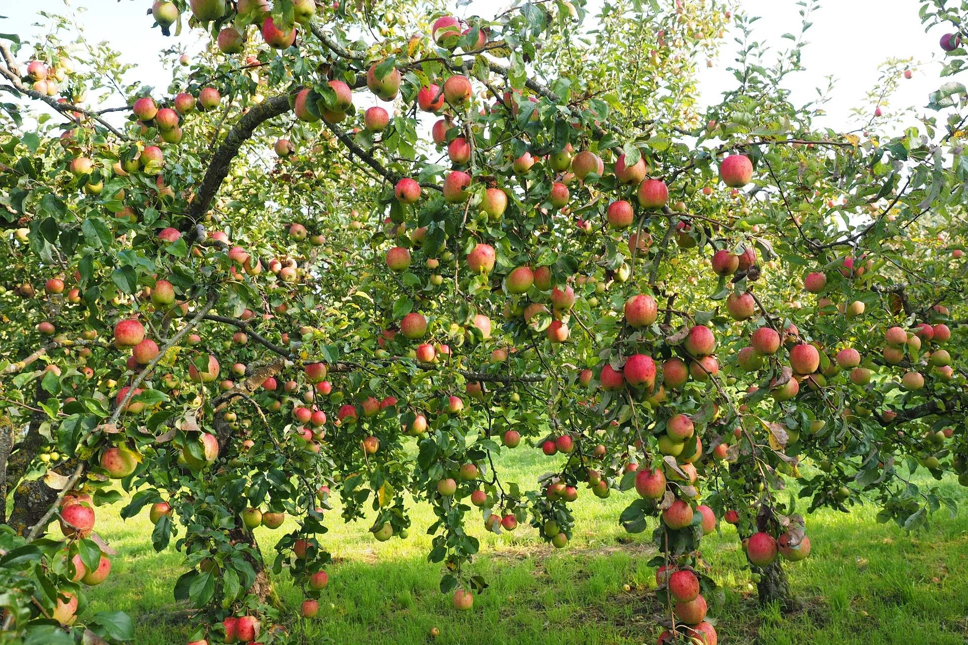 apples on a tree