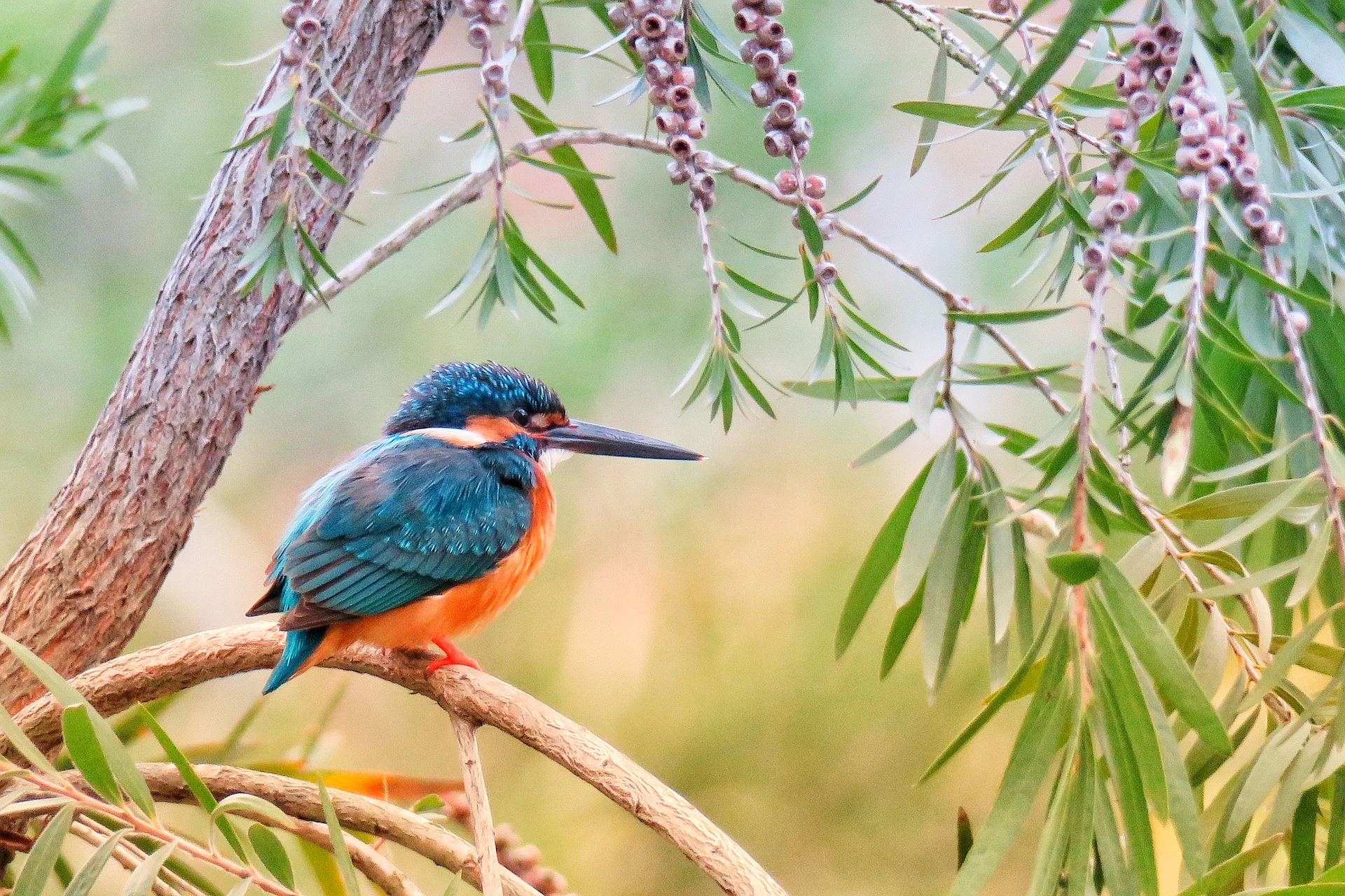 kingfisher sitting on a tree branch